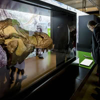 Exposition Autour des dinosaures © A. Robin - EPPDCSI