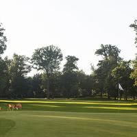 Les chevreuils du golf