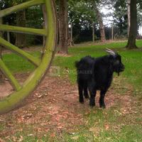 Le bouc à la ferme