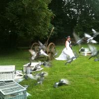 LANCE DE COLOMBES DANS LE PARC