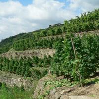 Vignoble condrieu
