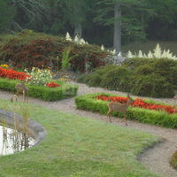 Chevreuils le matin au reveil