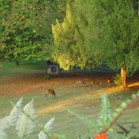 Chevreuils dans le parc