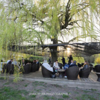 Saule Pleureur