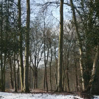 Bois en hiver
