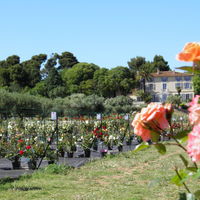 La roseraie