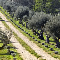 L'allée des oliviers