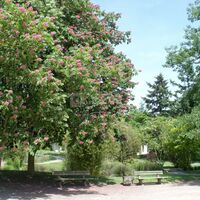 Parc