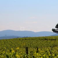 Vue sur les Vignes