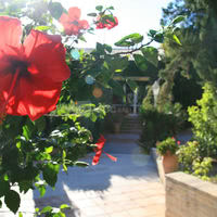 Hibiscus