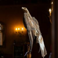 Orangerie du Château de Grosbois