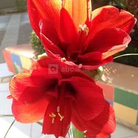 DECORATION FLORALE