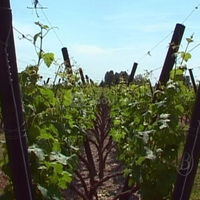 Les vignes en lyres