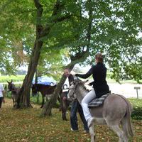 Des ânes au château