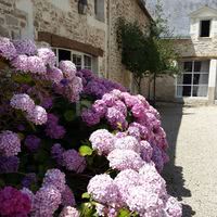 Hortensias en fleurs dans la cour