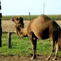 Loisirs : parc animalier d'estourmel