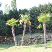 Espace la Renarde - Palmiers