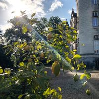 Les citronniers