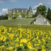 Vu par les tournesols