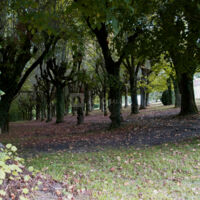 Forêt des Tilleuls
