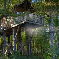 Cabane dans les arbres