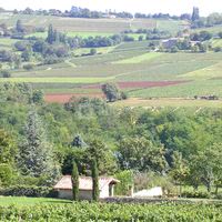 Vignoble du beaujolais vu du domaine
