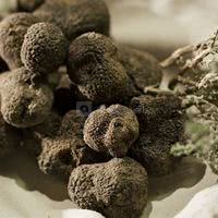 Truffe noir du tricastin