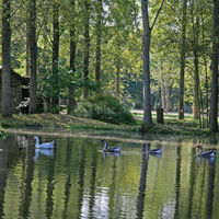 Les oies du domaine en liberté dans le parc du domaine