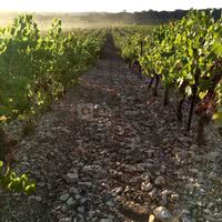 Domaine Sainte Octime