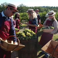 Vendanges