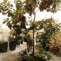 Le Zèbre Dans le Patio