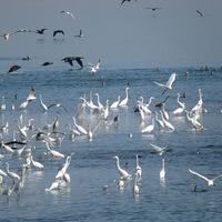 A deux pas de la Marina un "spot" mondialement connu des ornithologues