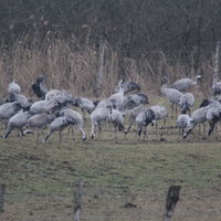 Plus de la moitié de la population mondaile de grues cendrée vient au Der