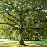 LE KING DE LA FORÊT