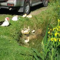 Chez Ange, Auberge de l'Artoire