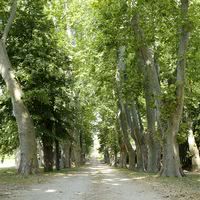 Allée de platanes centenaires