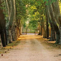 Allée de platanes Bastide