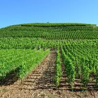 Vignoble