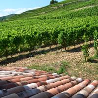 Vignoble