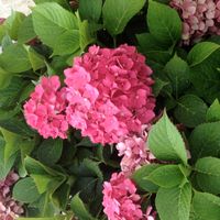 Domaine des Gauliers