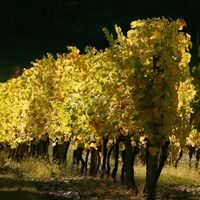 Vignes du chateau la gontrie