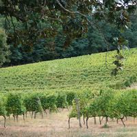 Vignes du chateau la gontrie
