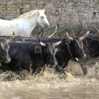 Les taureaux