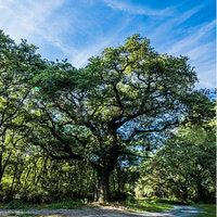 Domaine Saint Michel Tarn