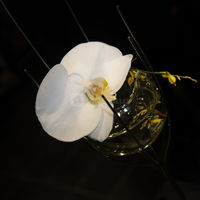 Orchidée