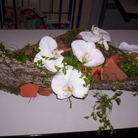 Décoration orchidées