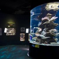 L'Aquarium