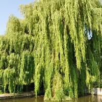 Un étang privatif pour des moments de détente uniques