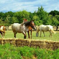 Prairie avec chevaux et bottes de paille