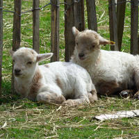 Ferme du Piqueur